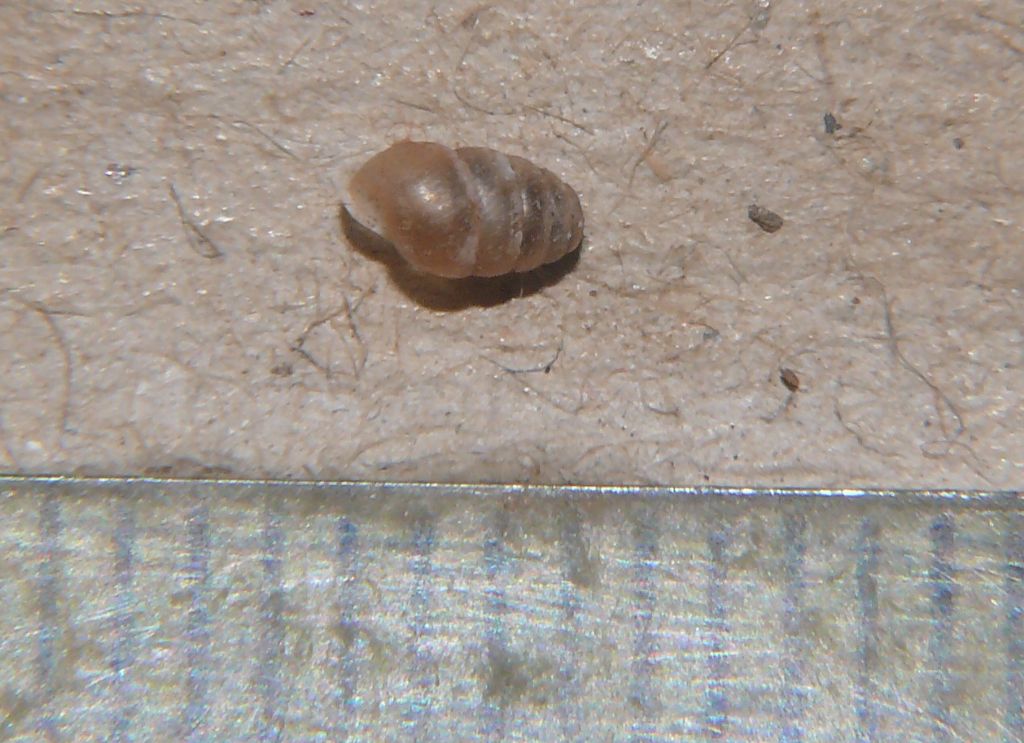 identificazione Lauria